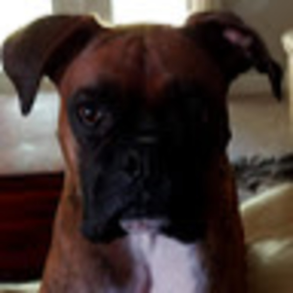 Meet your Posher, Indira